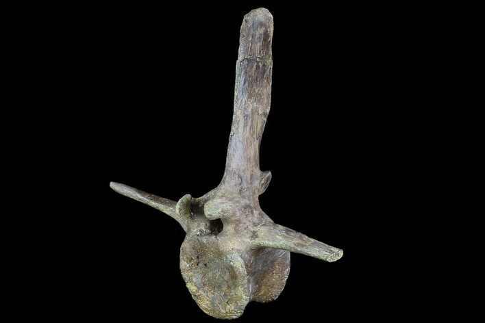 Pachycephalosaurus Vertebra With Intact Process - Montana #94401